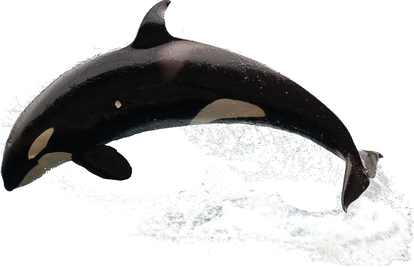 cool orca